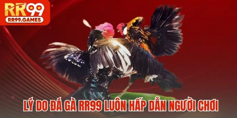 Lý do đá gà RR99 luôn hấp dẫn người chơi